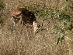 090517_Pilanesberg 023